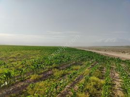 Sahibinden Konya Ereğli Zengen Satılık Tarla