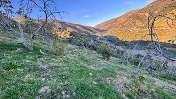 Aydın Nazilli Haydarlı Mahallesinde Satılık İncir Bahçedi