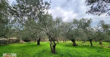 Zeytinli-kızılkeçili Arası Orman Deposu Altı 712m² Müstakil Parsel