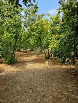 Sakarya Sapancada İmarlı Evi İçinde Satılık Arsa