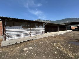 Söke-güllübahçe'de Yatırıma Uygun Ruhsatlı Süt Ve Besi Çiftliği