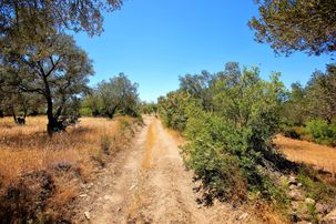 🔰🔰aktif'ten Burhaniye'de 10 Dönümlük Deniz Manzaralı Kadastro Yolu Olan Muhteşem Zeytinlik 🔰🔰