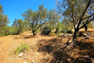 🔰🔰aktif'ten Burhaniye'de 10 Dönümlük Deniz Manzaralı Kadastro Yolu Olan Muhteşem Zeytinlik 🔰🔰