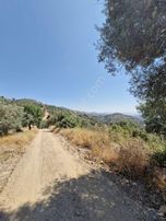 Satılık Zeytinlik Yaylapınar