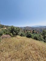 Satılık Zeytinlik Yaylapınar