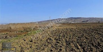 Semih'den Çayırda Şehrin Dibinde Gelecek Vaad Eden Arazii