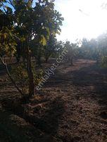 Atıcı Group’dan Gökçe Alanda Kelepir İncir Bahçesi.