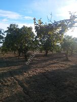 Atıcı Group’dan Gökçe Alanda Kelepir İncir Bahçesi.