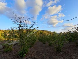 Akçaova Yorgalar Mah Satılık Tarlalar Ve Fındık Bahçesi