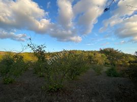 Akçaova Yorgalar Mah Satılık Tarlalar Ve Fındık Bahçesi