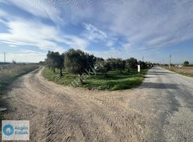 Eroğlu Mahallesinde 12.400 M2 Bekirler Asfaltı Yakını Zeytinlik