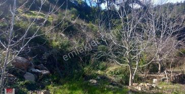 🚨acil Satılık Milas Ören Bayır Da 15 Dönüm Zeytinlik🚨