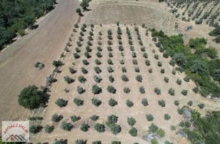 Köprübaşı-demirci Yol Üzeri Zeytinlik