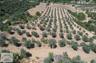 Köprübaşı-demirci Yol Üzeri Zeytinlik