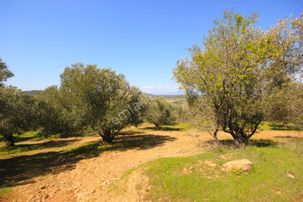 🌈aktif'ten Hisar'da 20 Dönümlük Yatırımlığa Tam Uygun 2 Ton Yağ Elde Edilen Satılık Zeytinlik 🌈