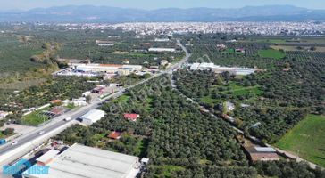 Akhisar Seyitahmet Mh.otoban Yanı Satılık Tek Tapu Zeytinlik