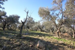 🌿🌿 Aktiften Burhaniye Bahadınlı'da Kadastro Yola Cephe 25.120m2 Manzaralı Zeytinlik 🌿