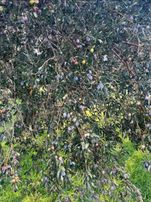 Akhisar Süleymanlı’da Milinge Yolu Üzerinde Zatık Hobi Bahcesi