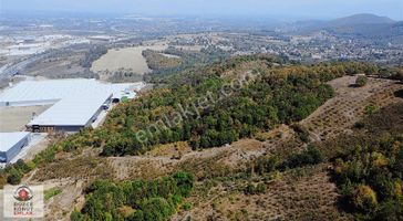 Düzce Konut Emlak | Gümüşova Organize Yanı | Satılık 11 Dönüm