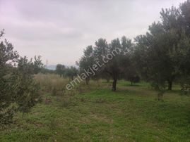 Kardelen Emlak 'tan Kırkağaç Çam Altında Satılık Zeytinlik