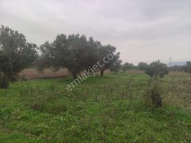 Kardelen Emlak 'tan Kırkağaç Çam Altında Satılık Zeytinlik