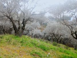 Novas Gayrimenkul'den Armutlu'da 1600m² Tek Tapu Zeytinlik