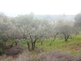 Novas Gayrimenkul'den Armutlu'da 1600m² Tek Tapu Zeytinlik