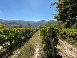 Kirazlı Köyü İçinde Tek Tapu Tarla
