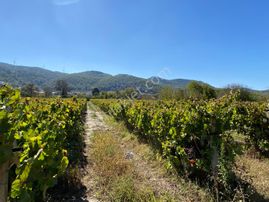 Kirazlı Köyü İçinde Tek Tapu Tarla
