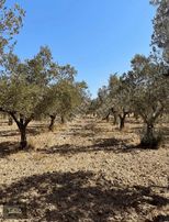 Saklı Cennet Geyikli Darıköyde Zeytinlik Fırsatı!