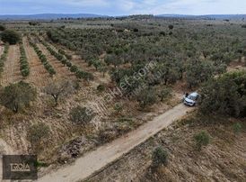 Saklı Cennet Geyikli Darıköyde Zeytinlik Fırsatı!