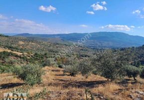 Selçuk Havutculu Da Satılık Zeytinlik