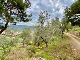 Gümüşden Mehmetalan Köyünde 416 M² Deniz Manzaralı Zeytinlik