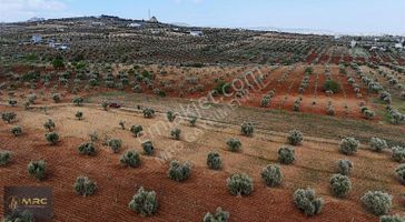 Mrc Gayrimenkulden Şıh Muhammed Cami Arkasında Bagevlik Zeytinlk