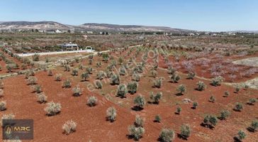 Mrc Gayrimenkulden Sögütlü Dere Karşısında Bag Evlik Zeytinlik