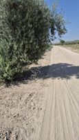 Salihli Beşyol Emlaktan Son Sistem Satılık 146 Dönüm Bağ