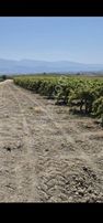 Salihli Beşyol Emlaktan Son Sistem Satılık 146 Dönüm Bağ