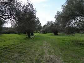 Ayvalık Kazım Karabekir’de Yola Yakın Satılık Zeytinlik