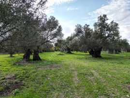 Ayvalık Kazım Karabekir’de Yola Yakın Satılık Zeytinlik