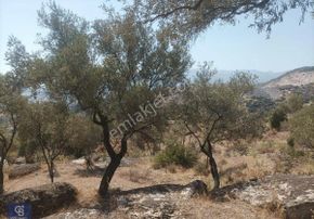 Asfalt Yola Sıfır Zeytinlik