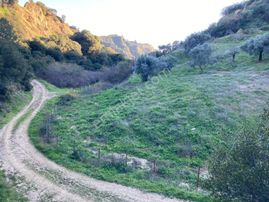 Nazilli Hasköy Su Kuyulu Zeytin Ve İncir Bahçesi 6000 M2