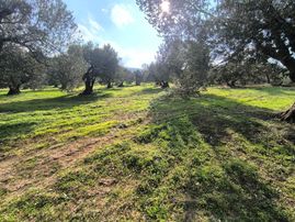 Acil Manisa Saruhanlı Halitpaşa'da 900m2 2 Kat 0.40 İmarlı Arsa 5.250.000