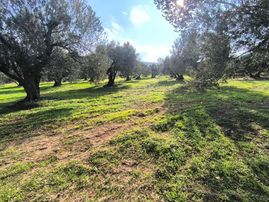 Acil Manisa Saruhanlı Halitpaşa'da 900m2 2 Kat 0.40 İmarlı Arsa 5.250.000