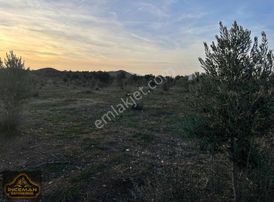 96.000m2 Asfalt Üzeri Ulaşımı Kolay Zeytinlik