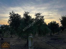 96.000m2 Asfalt Üzeri Ulaşımı Kolay Zeytinlik