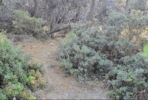 Bozcaada Cumhuriyet Mh - Tek Tapu - Denize 850m Mesafede