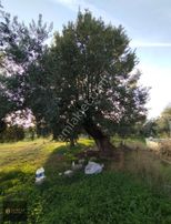 Hıdırbeyli'de İncir Ve Zeytin Bahçesi 6800 M2