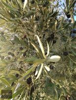 Hıdırbeyli'de İncir Ve Zeytin Bahçesi 6800 M2