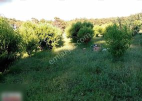 Çanakkale Bayramiç Ev Ve Satılık Meyve Bahçesi