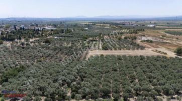 Manisa Meder Köyünde 10.460 M² Harika Konumda Zeytinlik